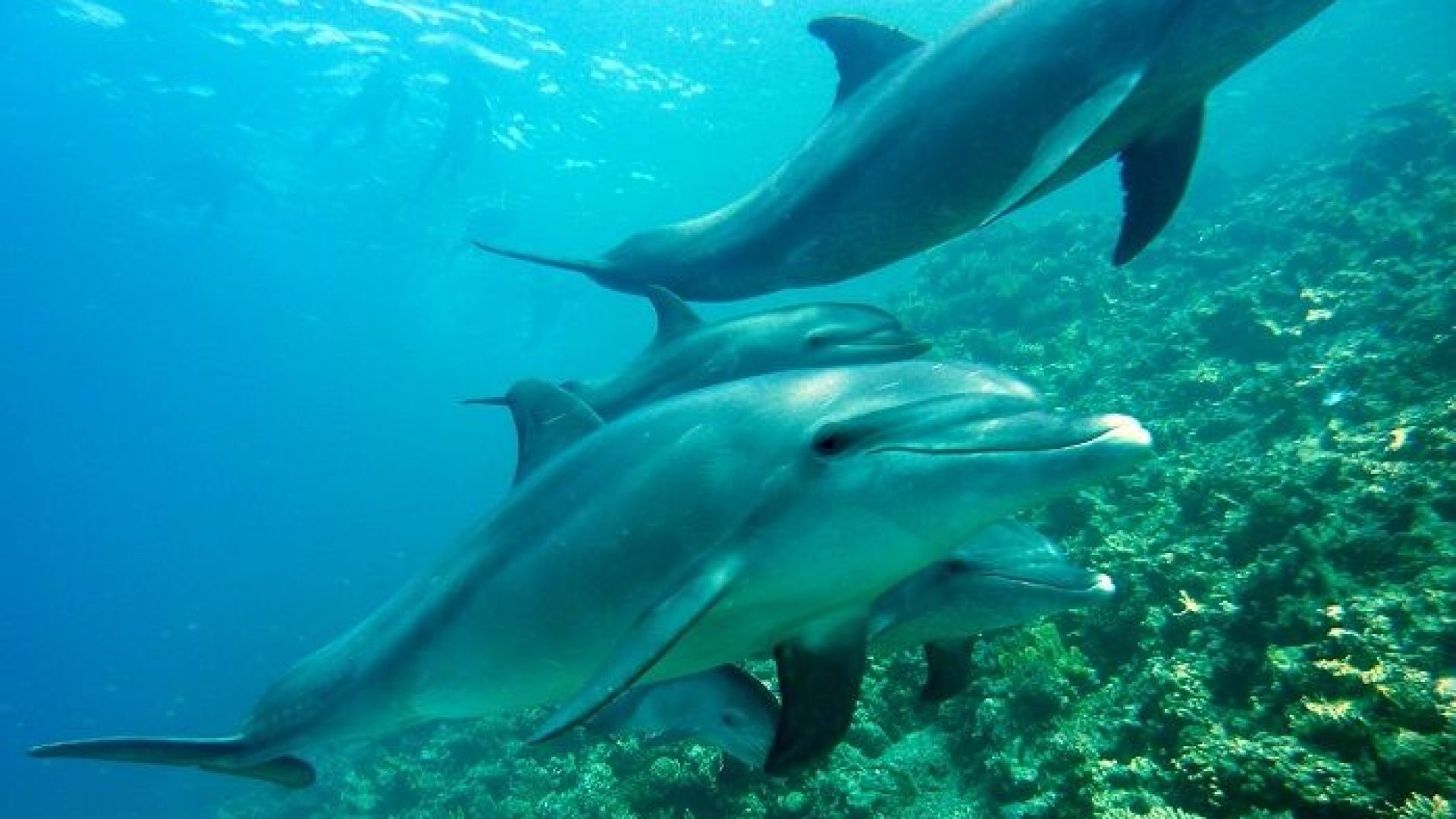 delfini-alzherimer-spiaggiamento-branco