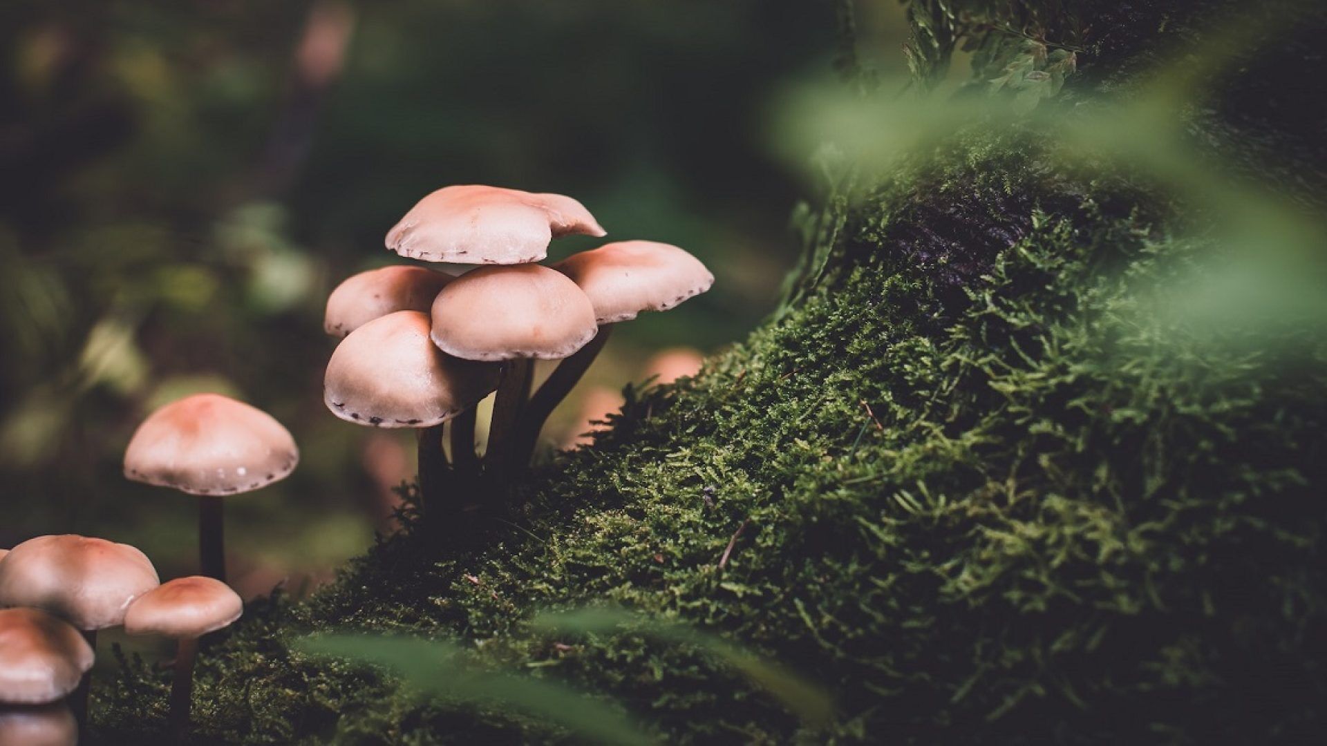 funghi-parlano-natura-pioggia