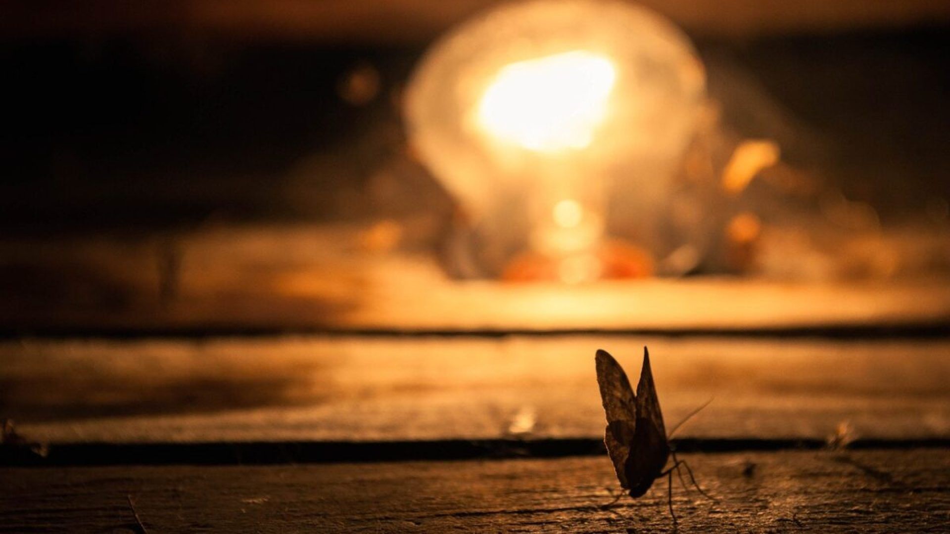 Ecco perché gli insetti sono attratti dalla luce artificiale. Foto di Andrew da Pixabay
