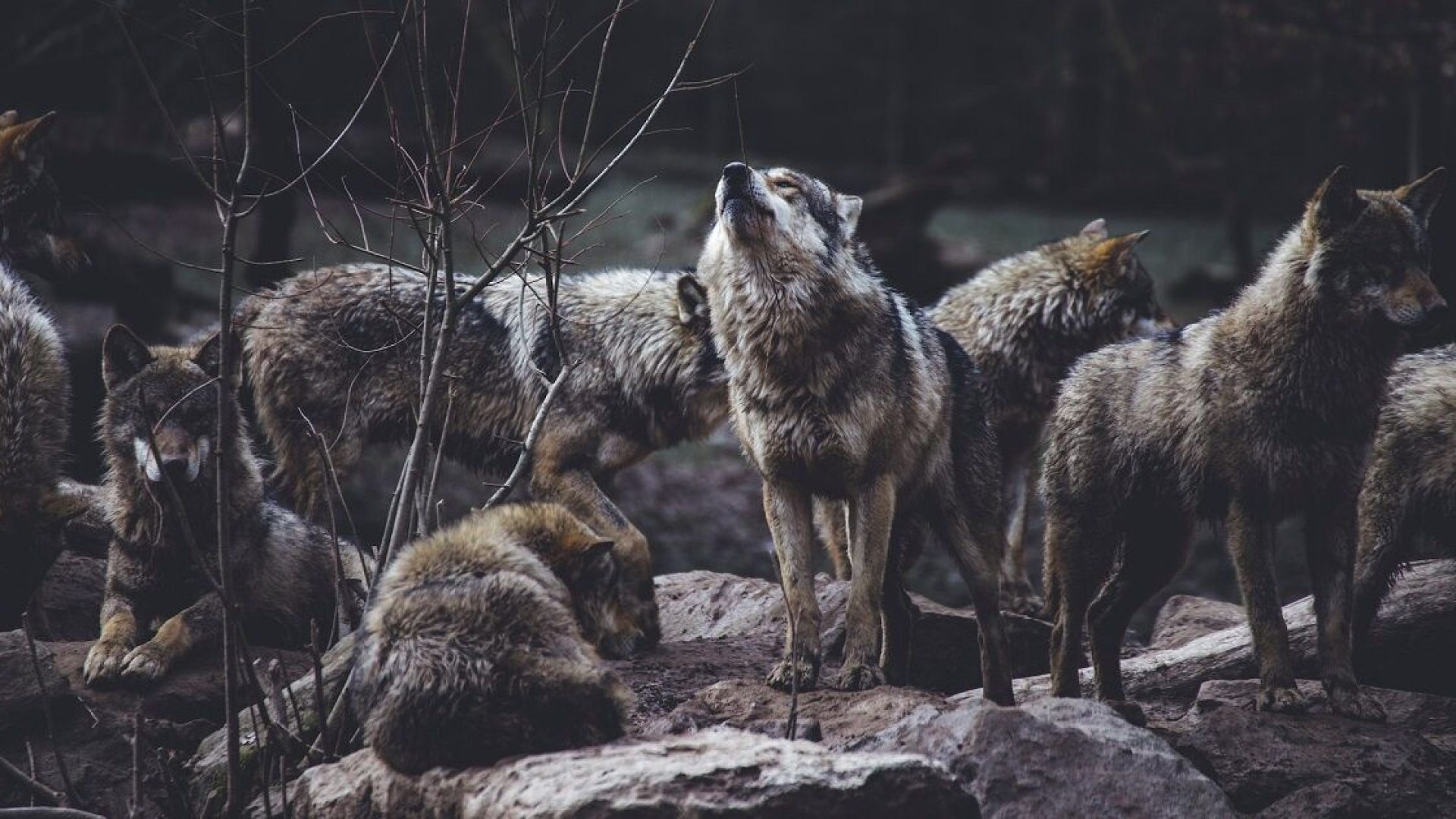 lupi-capacità-equilibrare-ecosistema