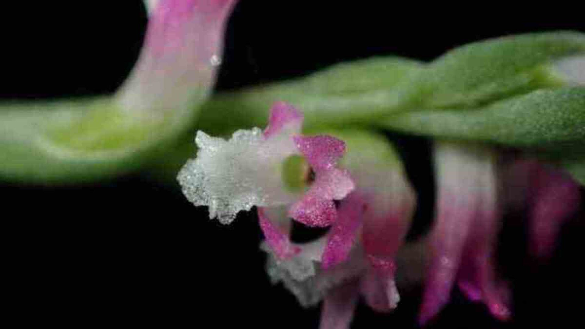 orchidea scienza Giappone