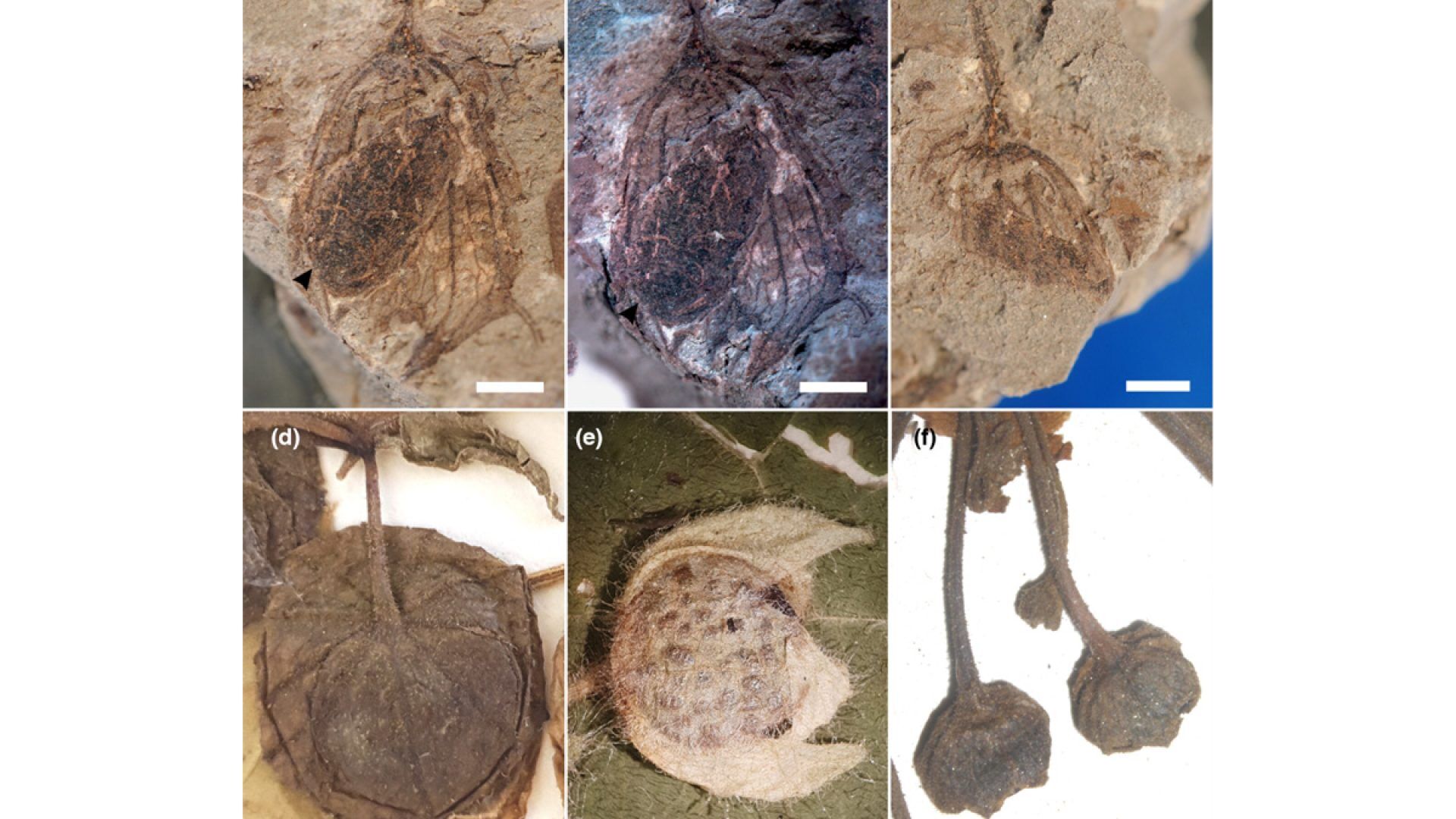 L'evoluzione delle solanacee grazie ad un peperoncino fossile